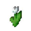 White Tulip