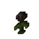 Wither Rose
